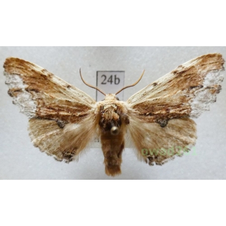 Ptilodon cucullina (Denis & Schiffermüller, 1775) Czech24bn